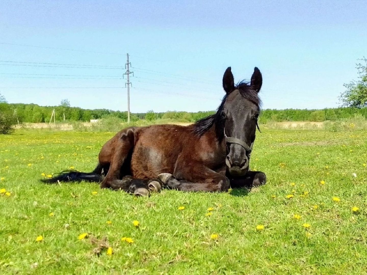Воскресенск, лошади, животные