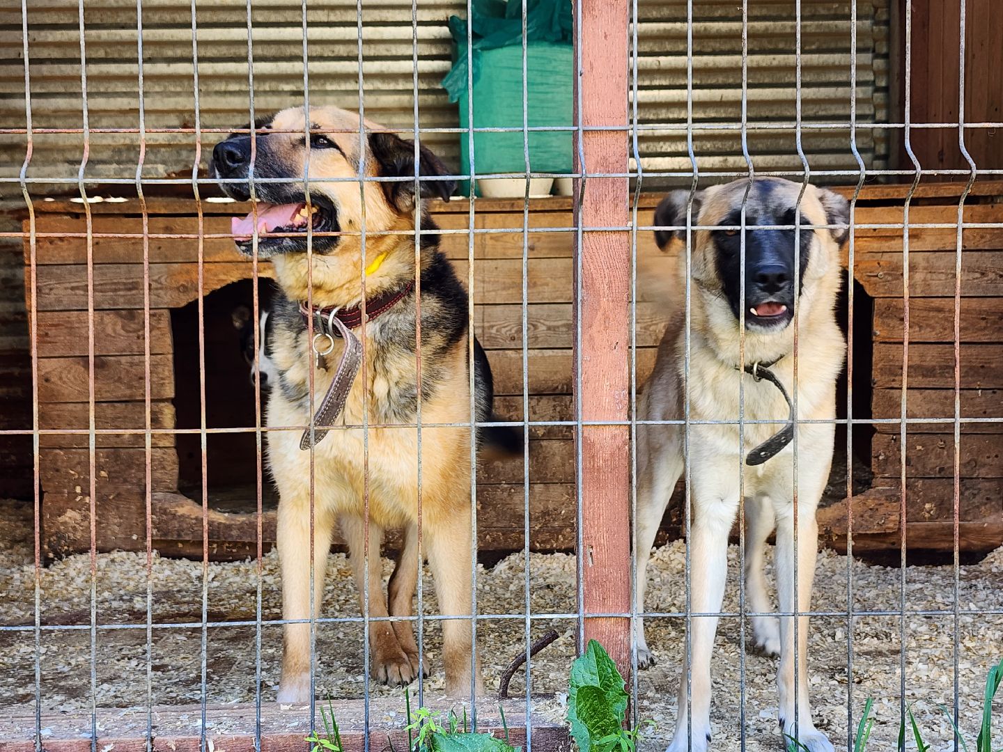 Приют, животные, собаки, Ногинск, Богородский городской округ