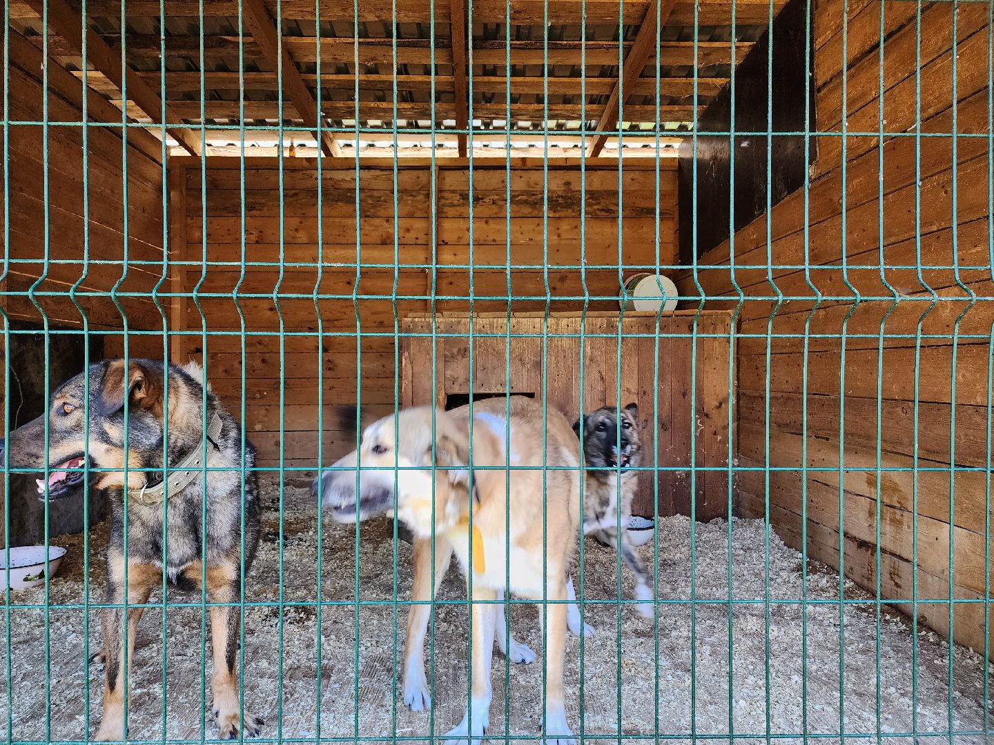 Приют, животные, собаки, Ногинск, Богородский городской округ