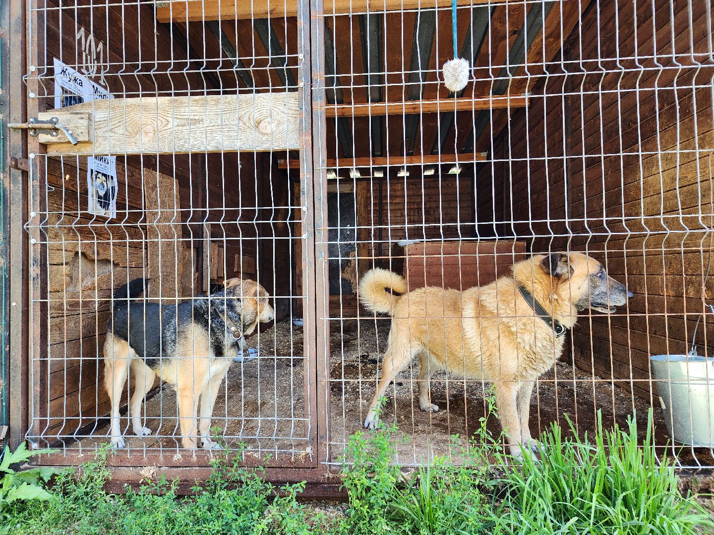 Приют, животные, собаки, Ногинск, Богородский городской округ