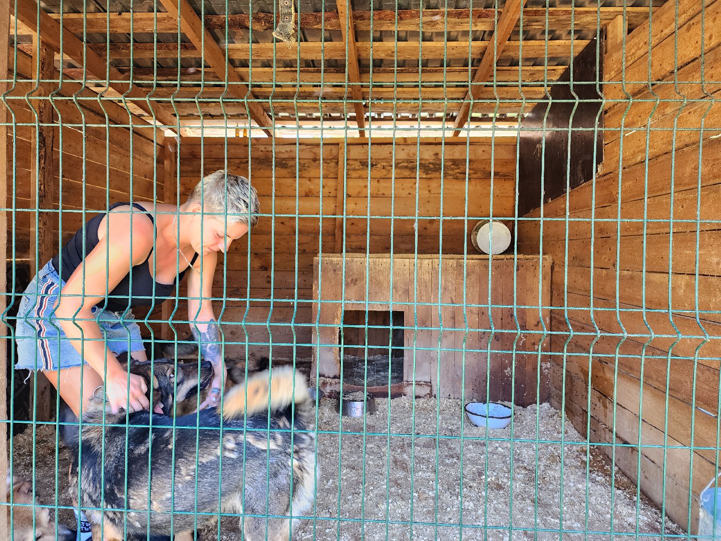 Приют, животные, собаки, Ногинск, Богородский городской округ
