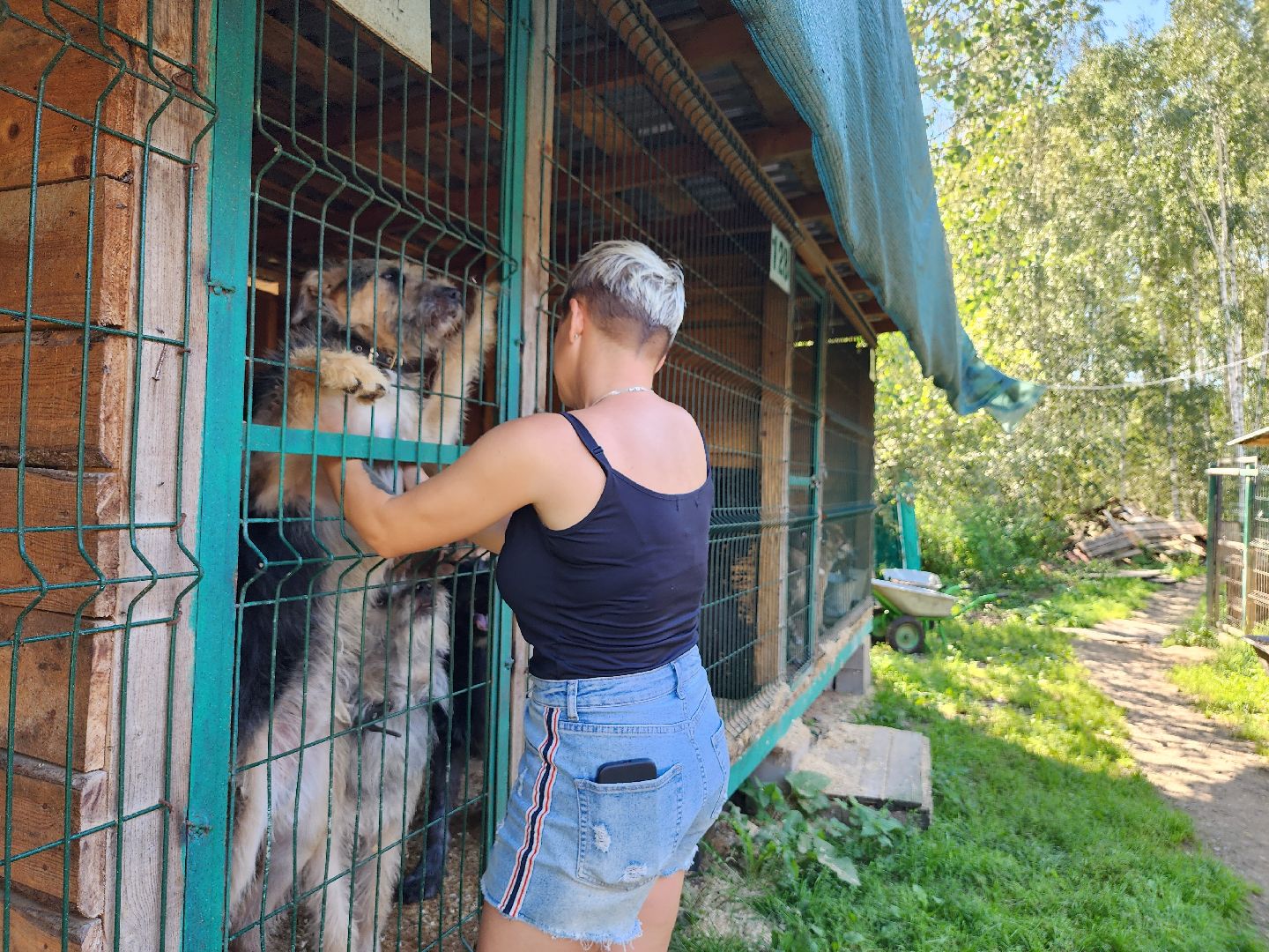 Приют, животные, собаки, Ногинск, Богородский городской округ