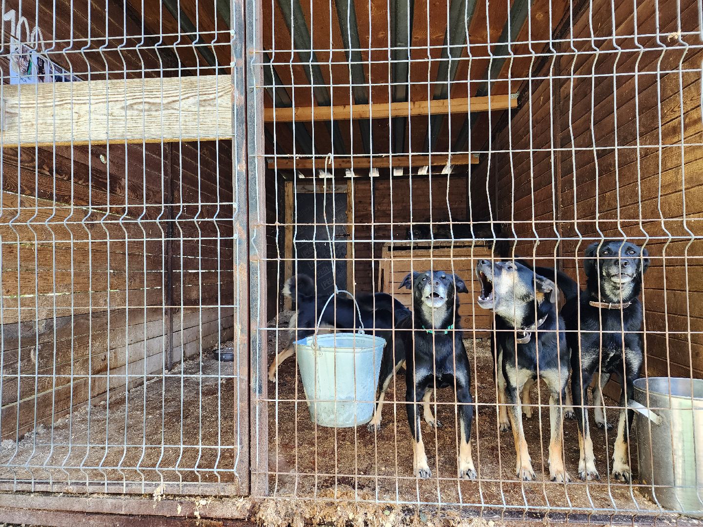 Приют, животные, собаки, Ногинск, Богородский городской округ