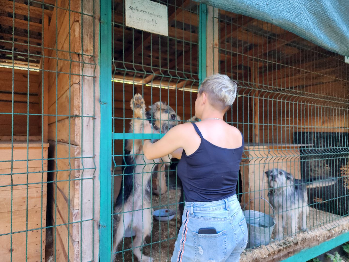 Приют, животные, собаки, Ногинск, Богородский городской округ