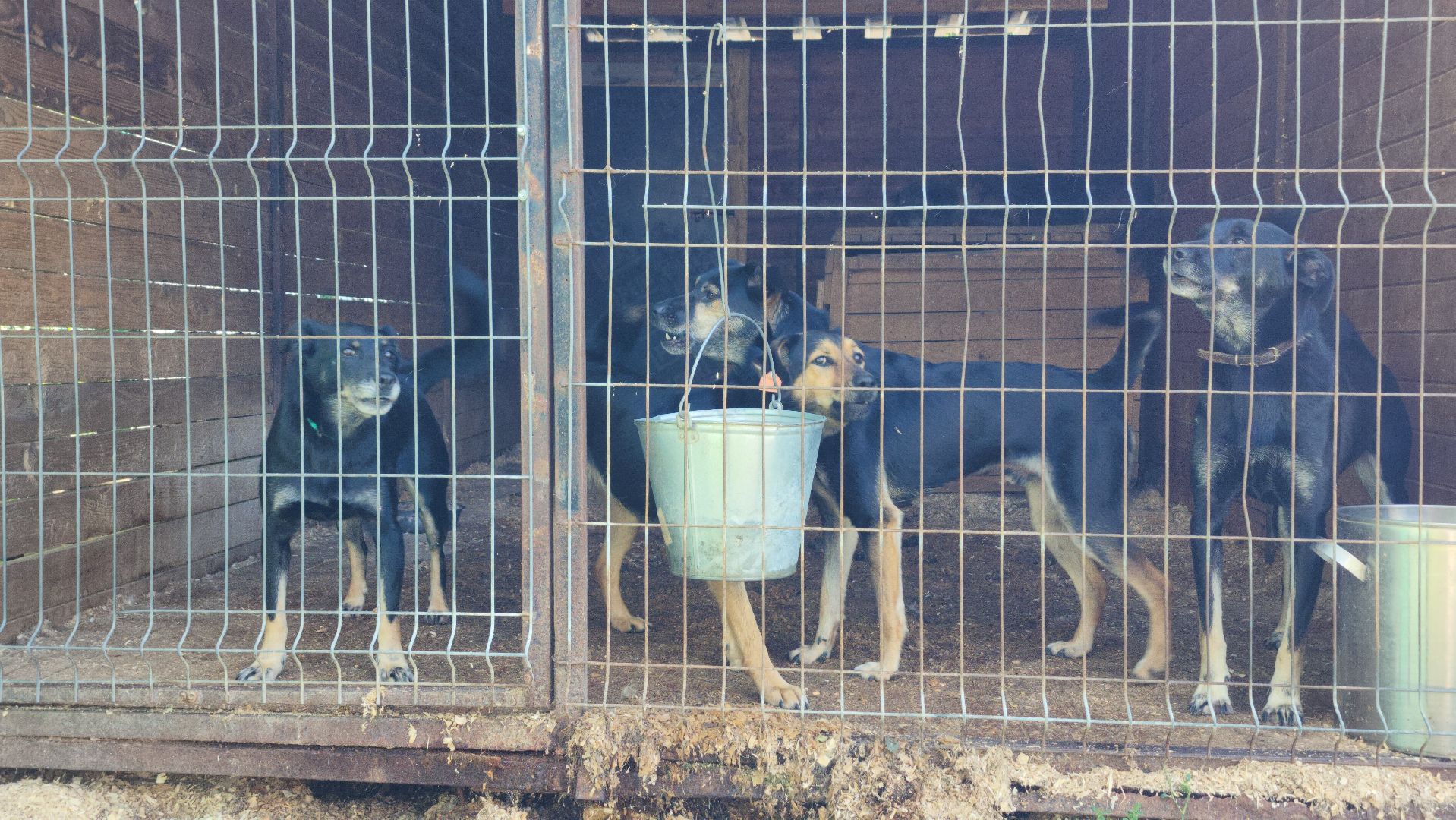 Приют, животные, собаки, Ногинск, Богородский городской округ