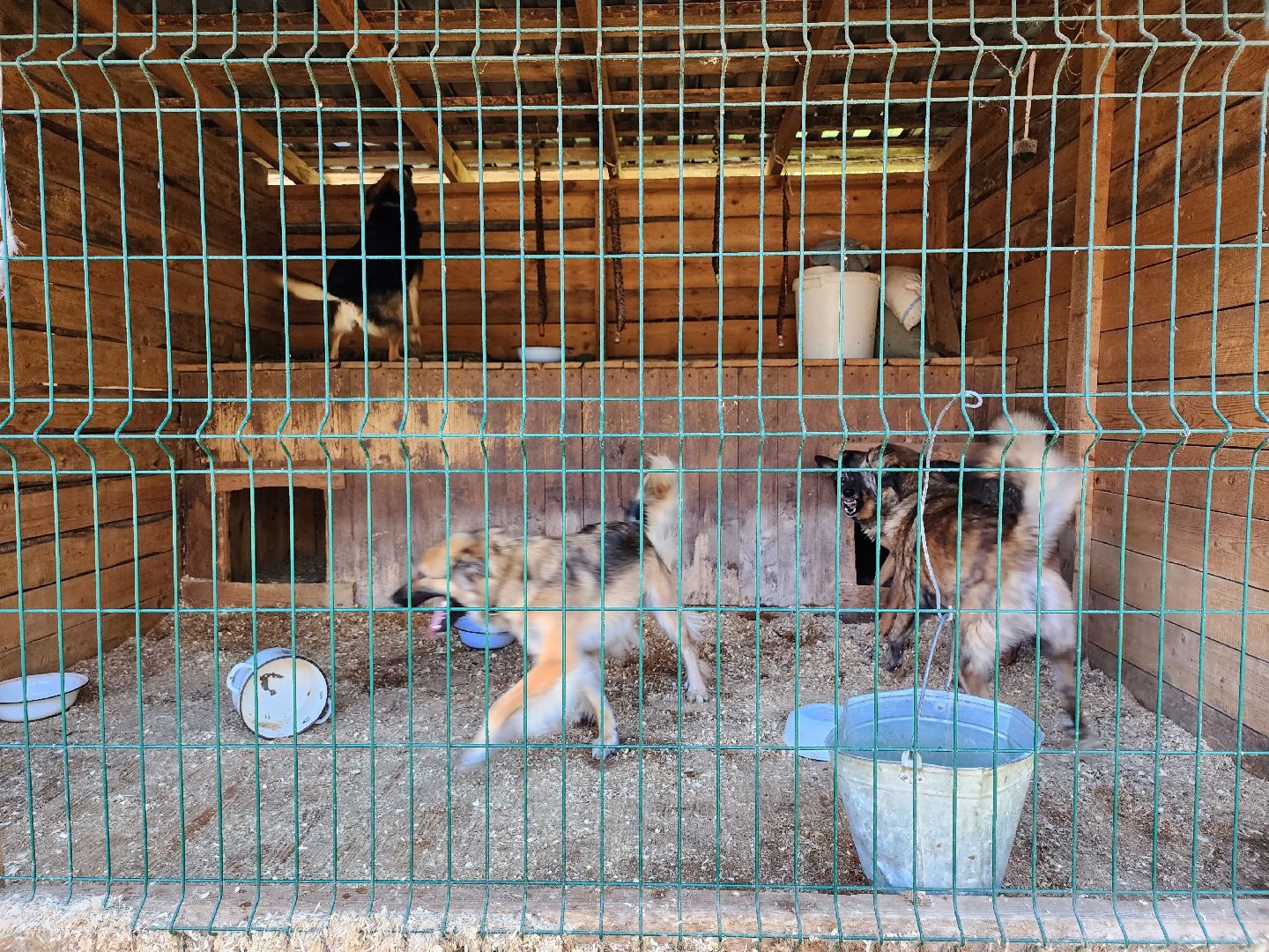 Приют, животные, собаки, Ногинск, Богородский городской округ