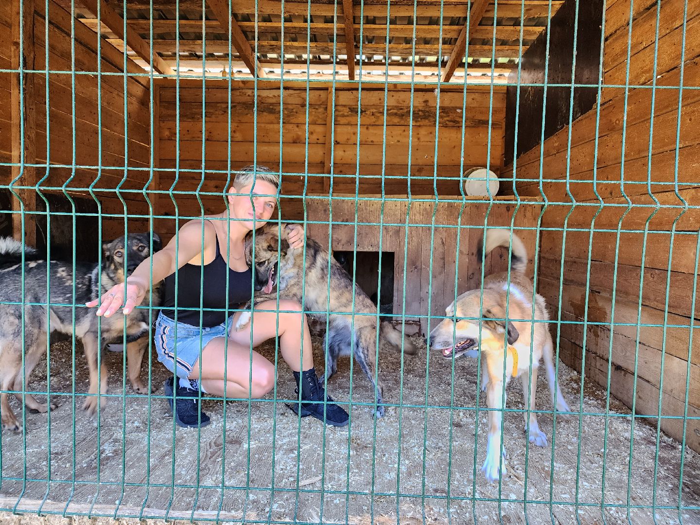 Приют, животные, собаки, Ногинск, Богородский городской округ