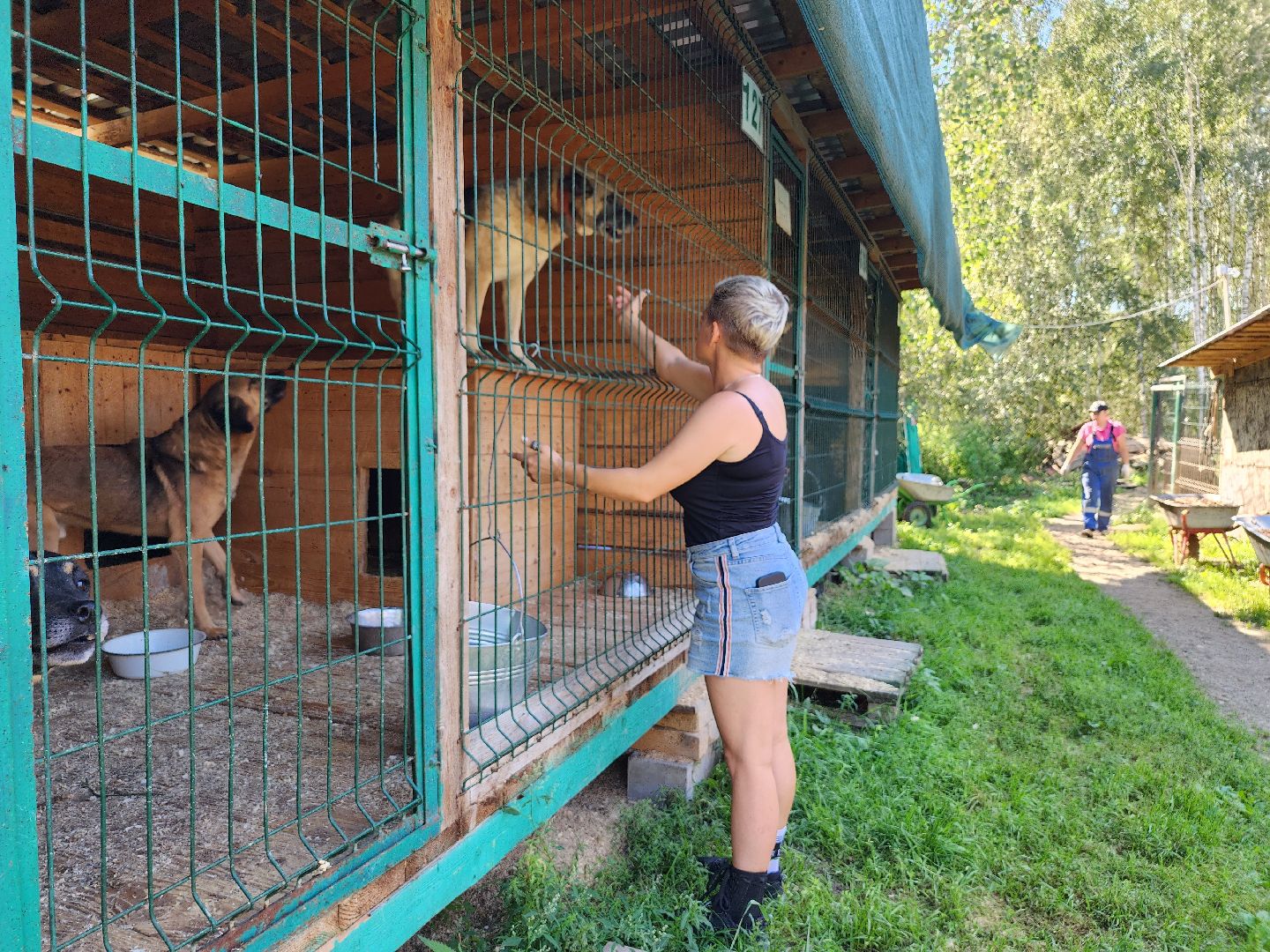 Приют, животные, собаки, Ногинск, Богородский городской округ