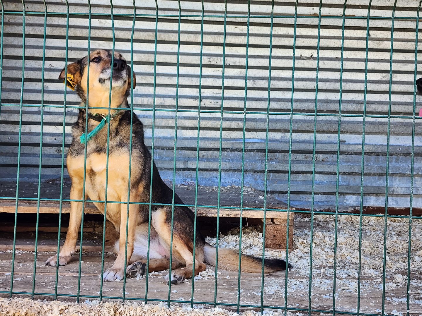 Приют, животные, собаки, Ногинск, Богородский городской округ