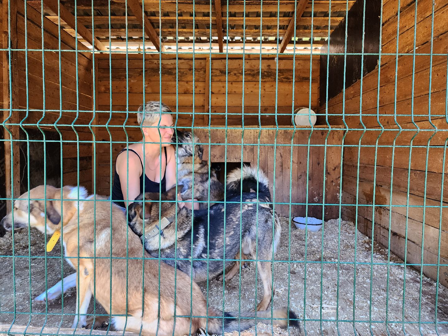 Приют, животные, собаки, Ногинск, Богородский городской округ