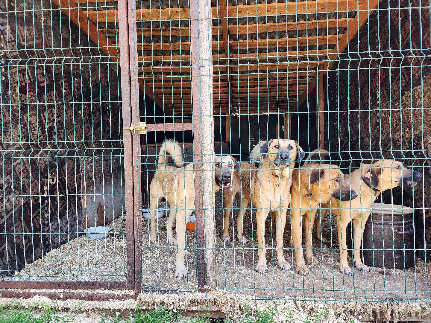 Приют, животные, собаки, Ногинск, Богородский городской округ