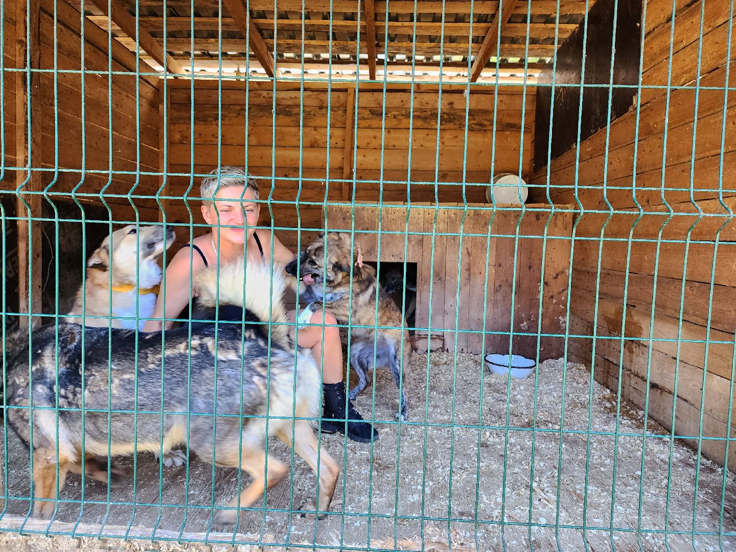 Приют, животные, собаки, Ногинск, Богородский городской округ