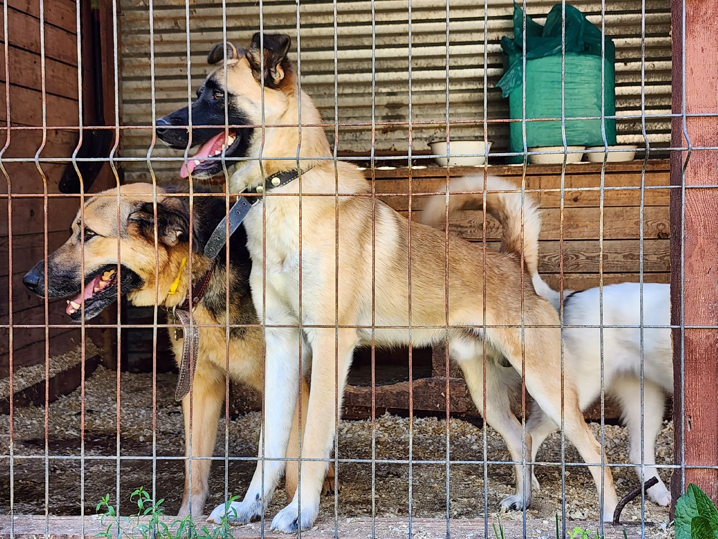 Приют, животные, собаки, Ногинск, Богородский городской округ