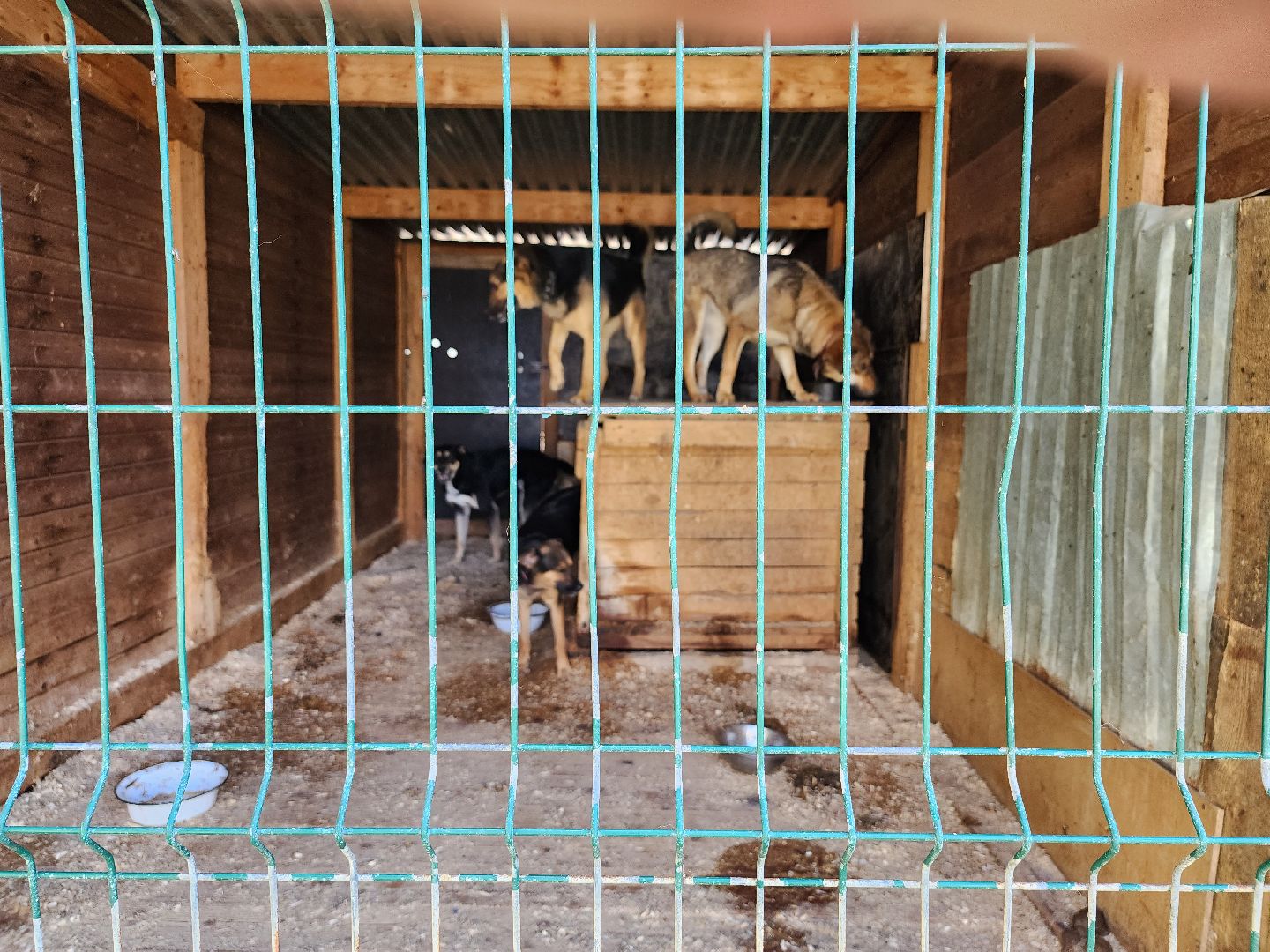 Приют, животные, собаки, Ногинск, Богородский городской округ