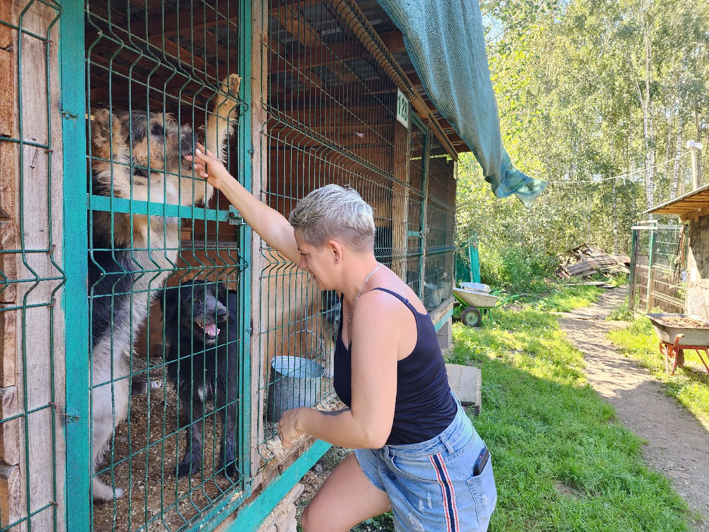 Приют, животные, собаки, Ногинск, Богородский городской округ