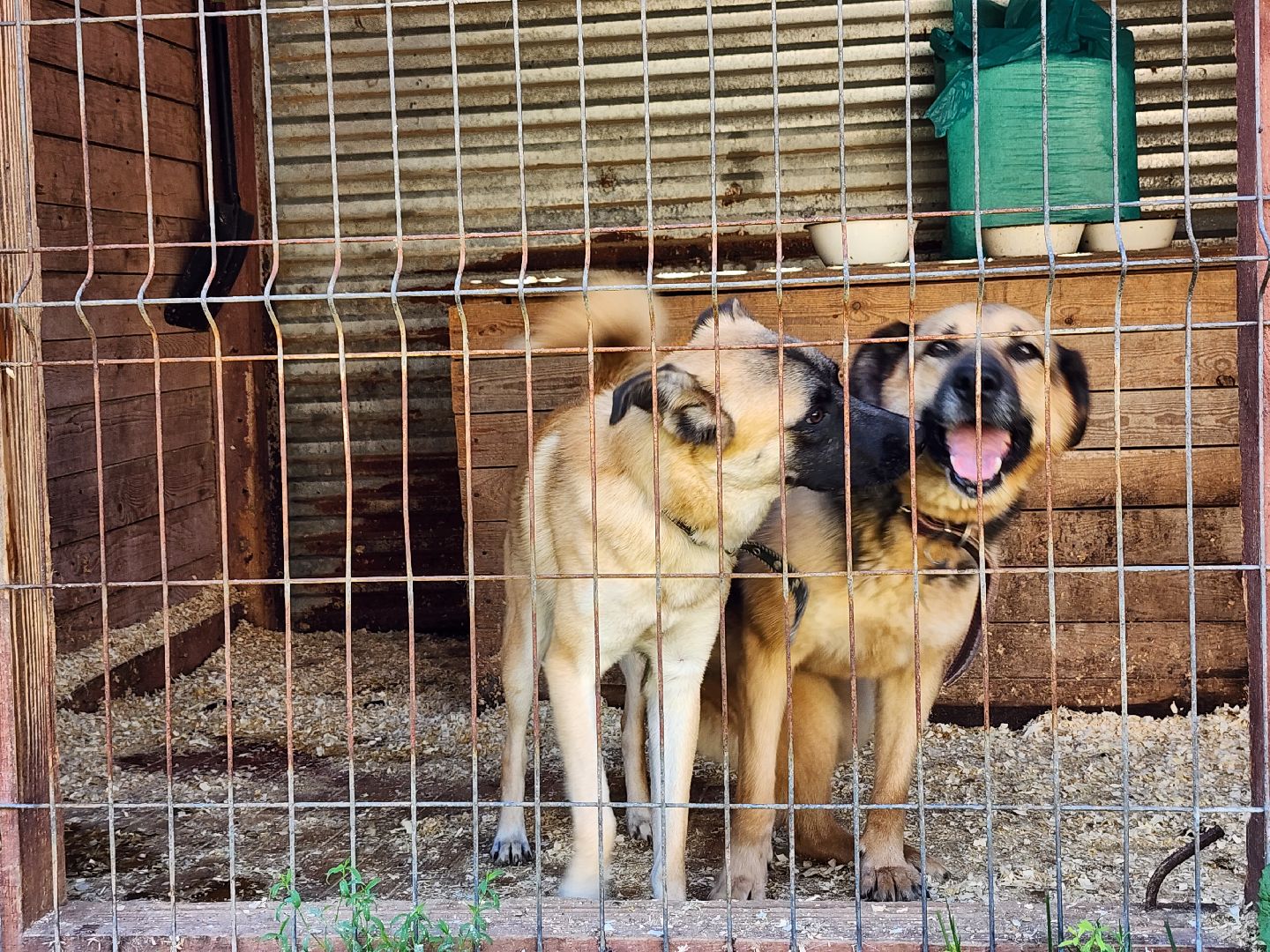 Приют, животные, собаки, Ногинск, Богородский городской округ