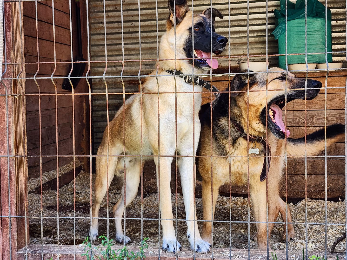 Приют, животные, собаки, Ногинск, Богородский городской округ