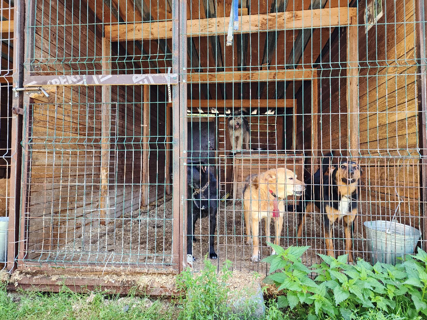 Приют, животные, собаки, Ногинск, Богородский городской округ