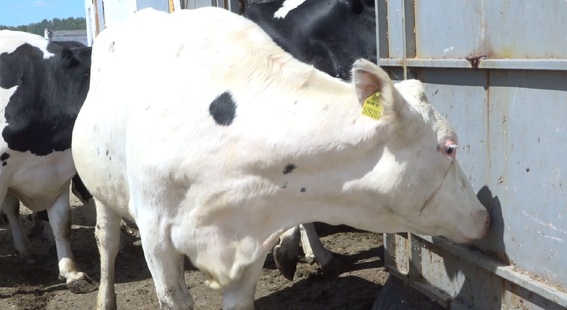 племзавод Барыбино, Домодедово
