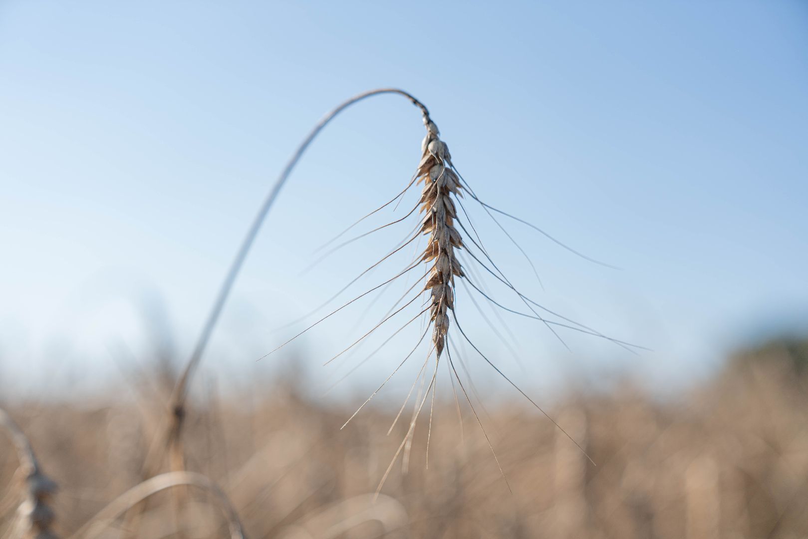 племзавод Барыбино, Домодедово
