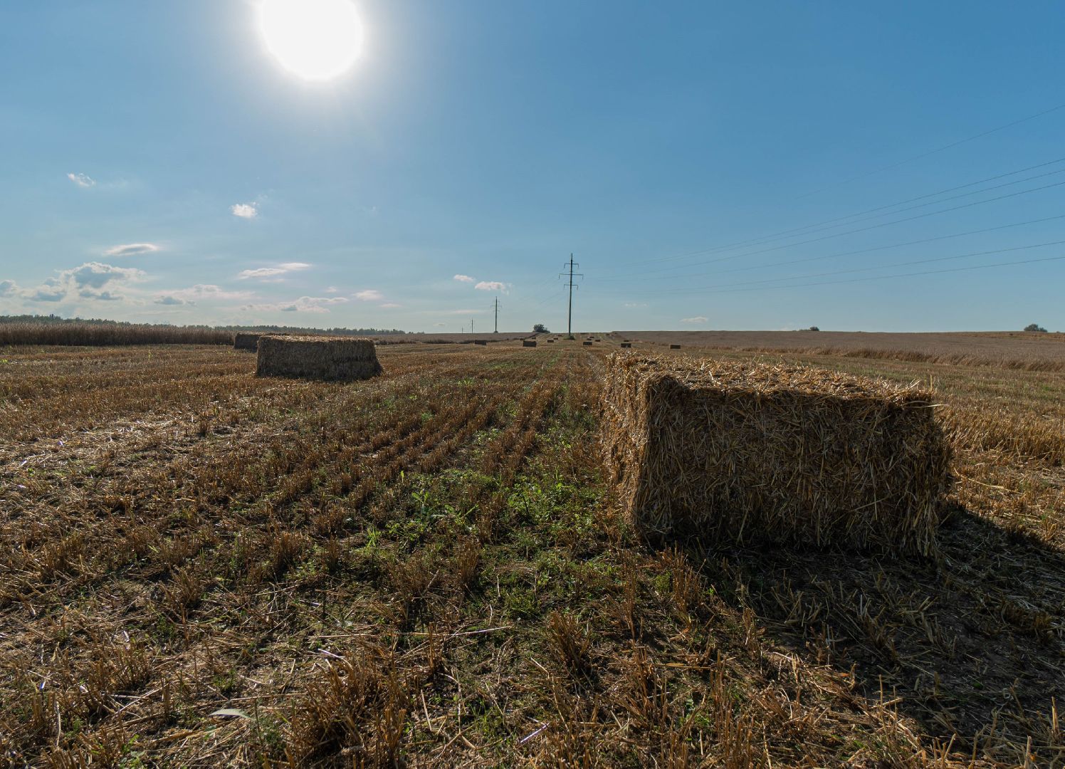 племзавод Барыбино, Домодедово