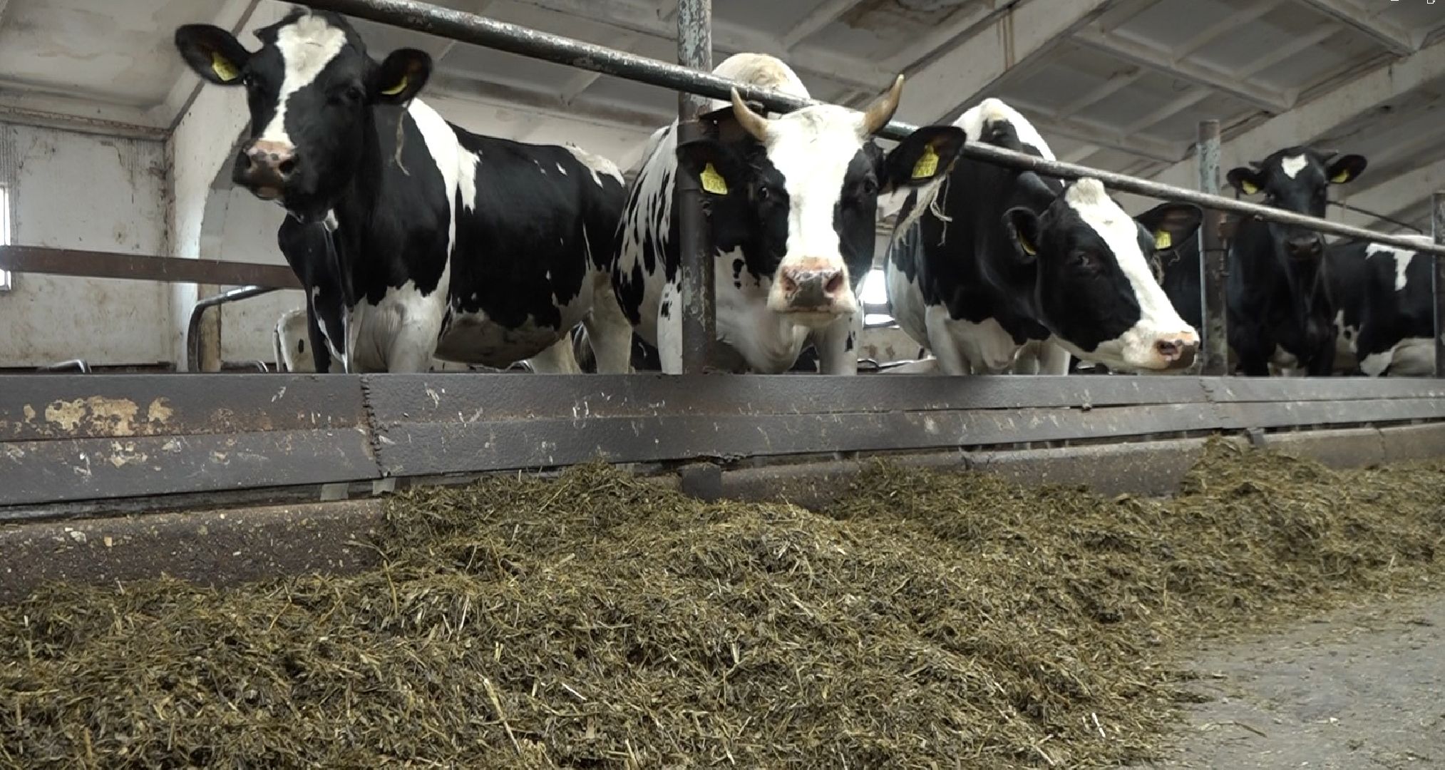 племзавод Барыбино, Домодедово