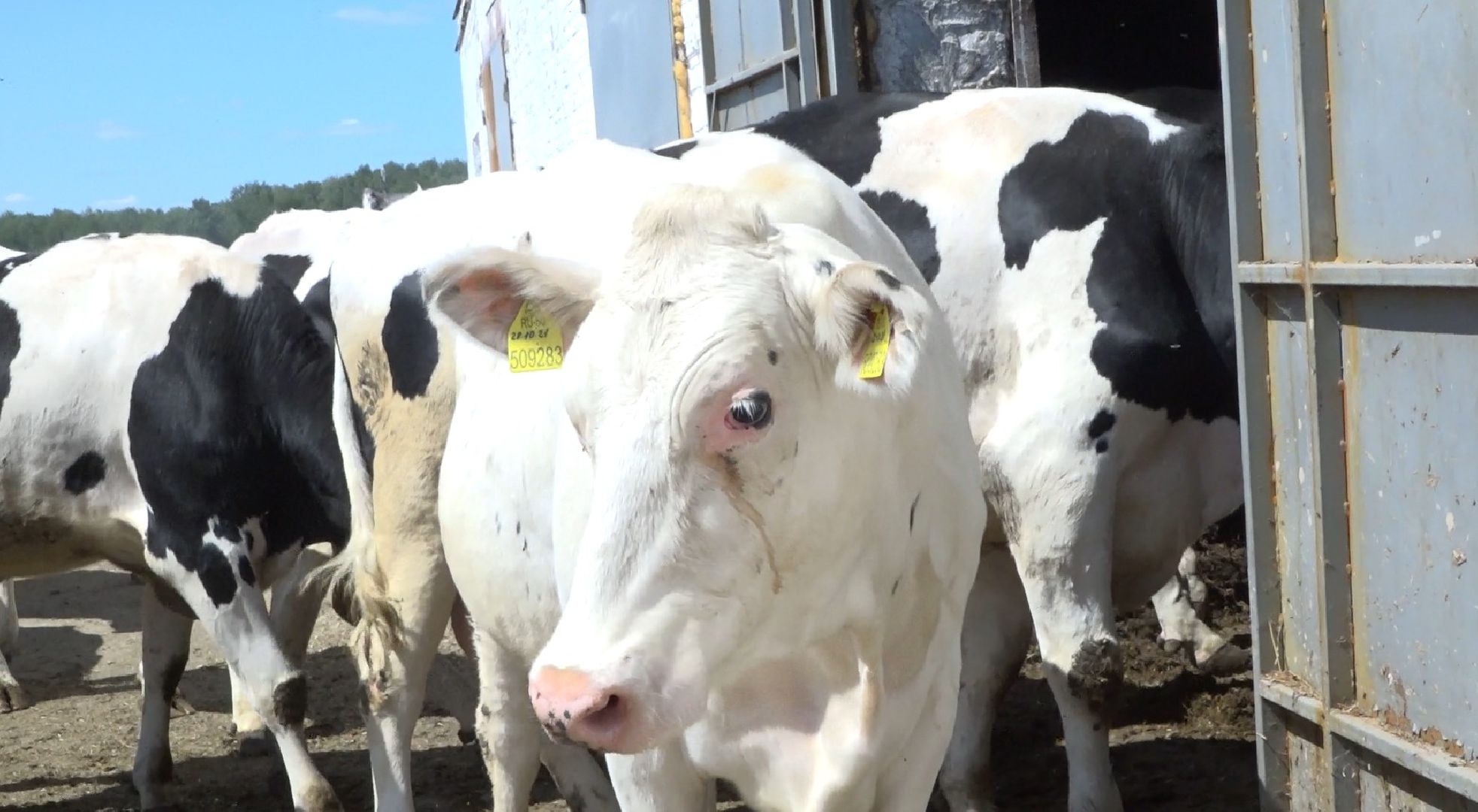 племзавод Барыбино, Домодедово