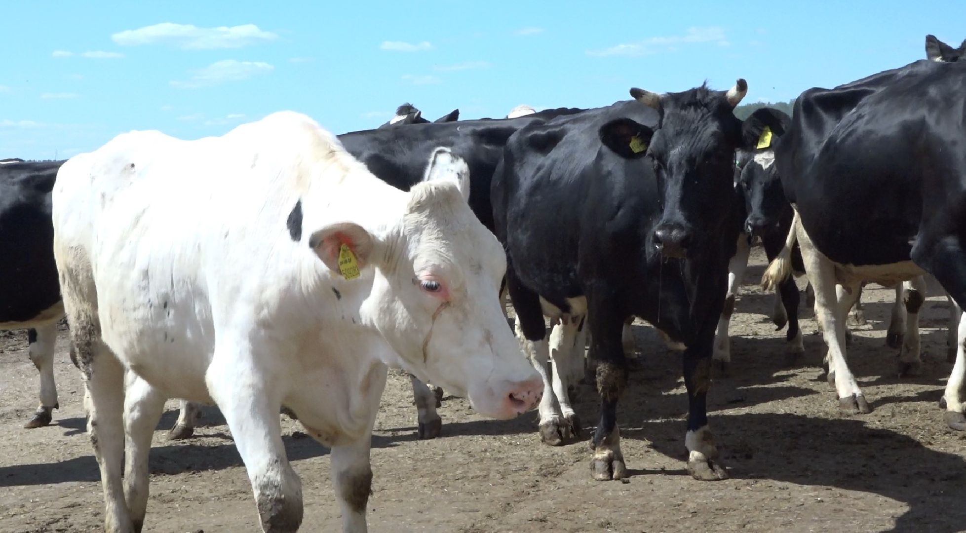 племзавод Барыбино, Домодедово