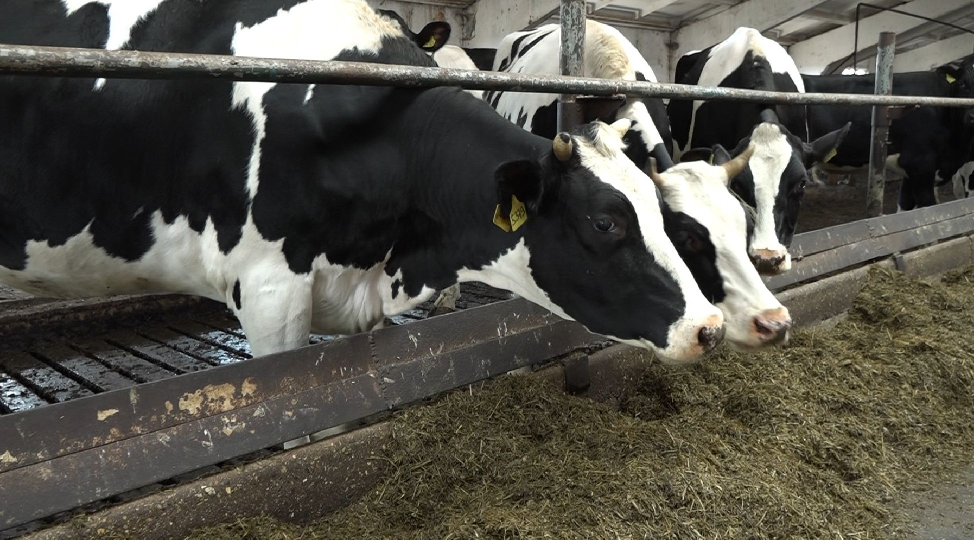 племзавод Барыбино, Домодедово