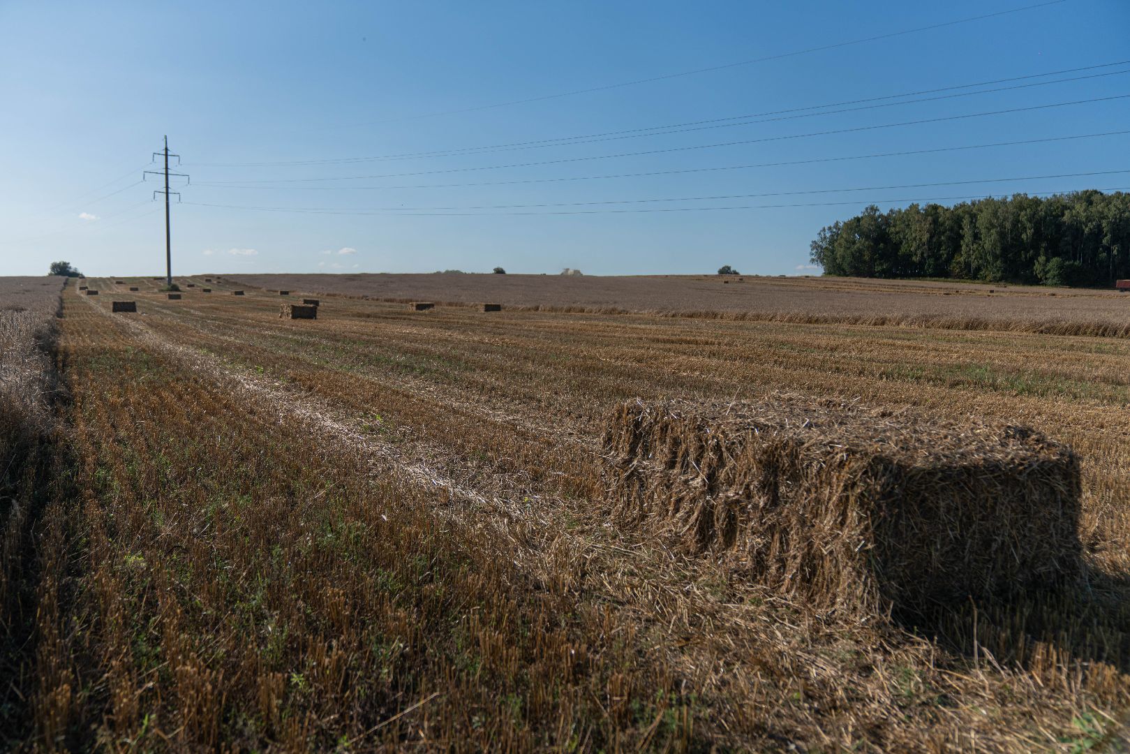племзавод Барыбино, Домодедово