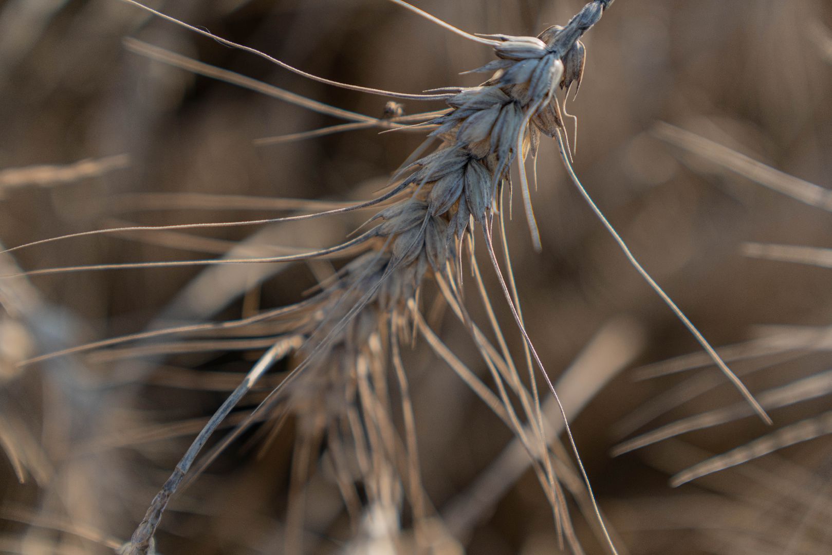 племзавод Барыбино, Домодедово