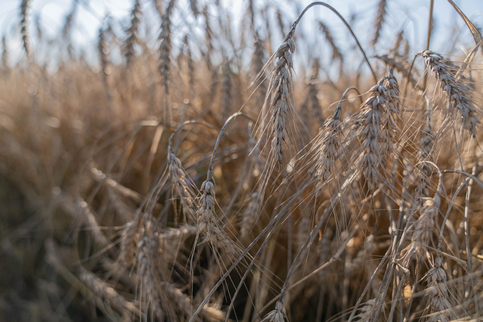 племзавод Барыбино, Домодедово