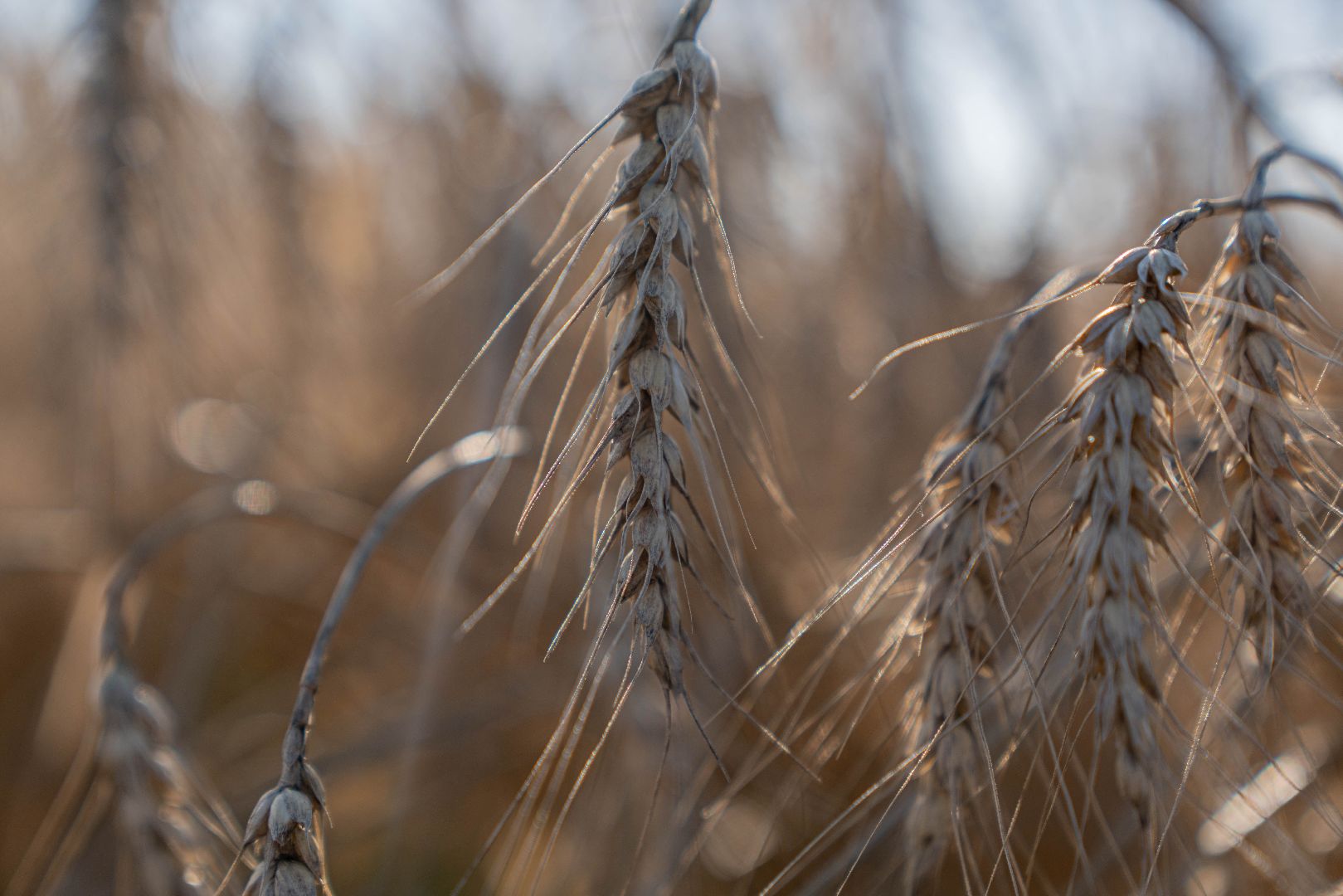 племзавод Барыбино, Домодедово