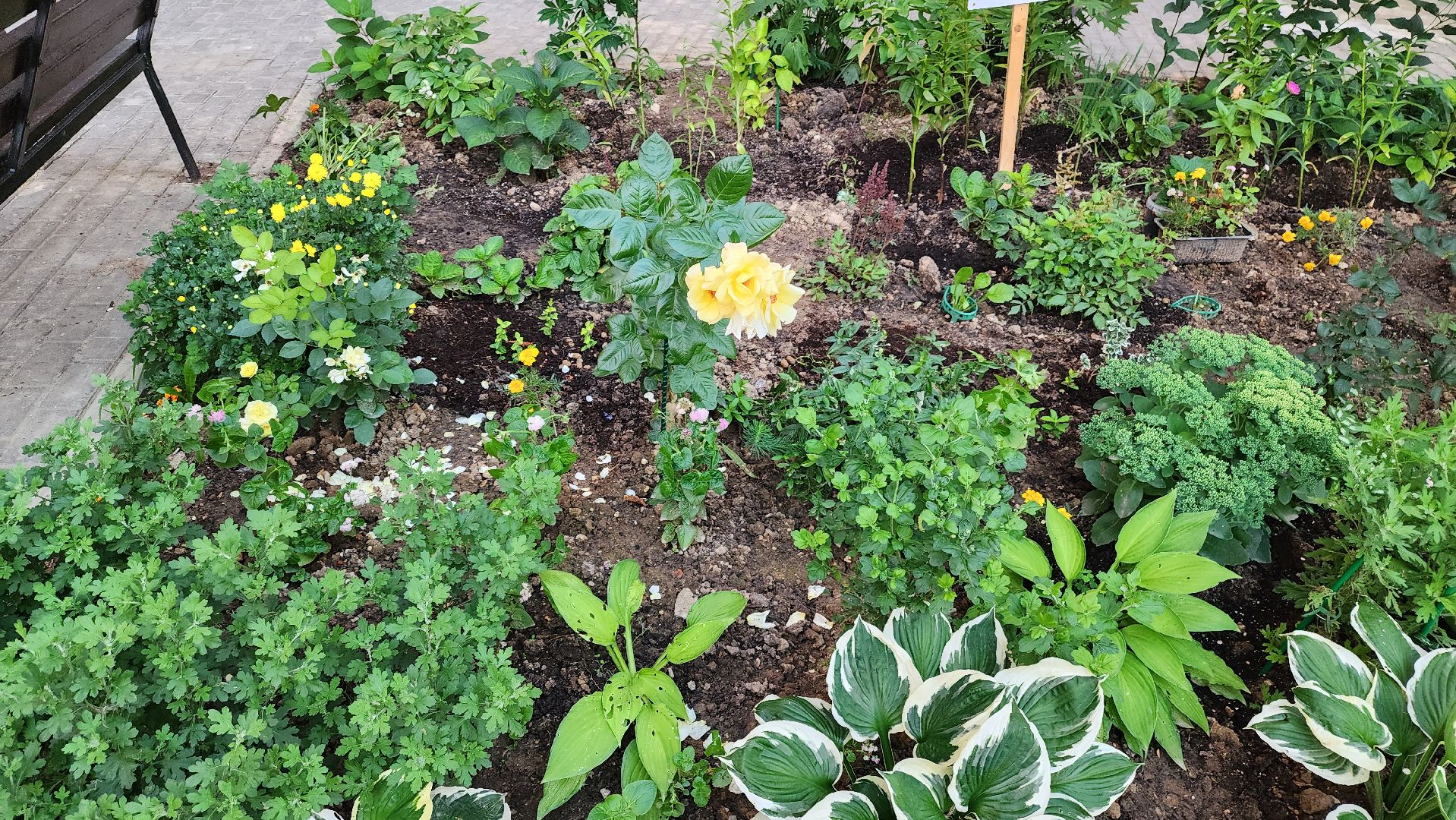 Долгопрудный, цветник, сад, ограда, забор