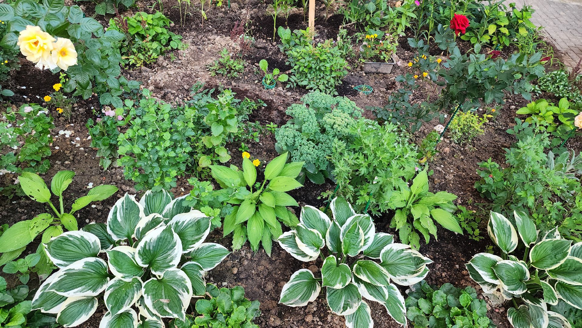 Долгопрудный, цветник, сад, ограда, забор