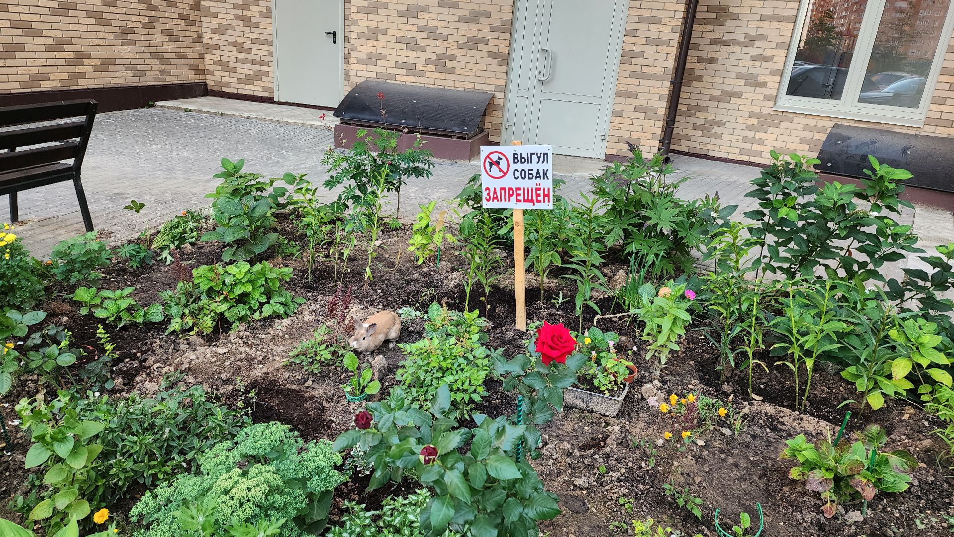 Долгопрудный, цветник, сад, ограда, забор