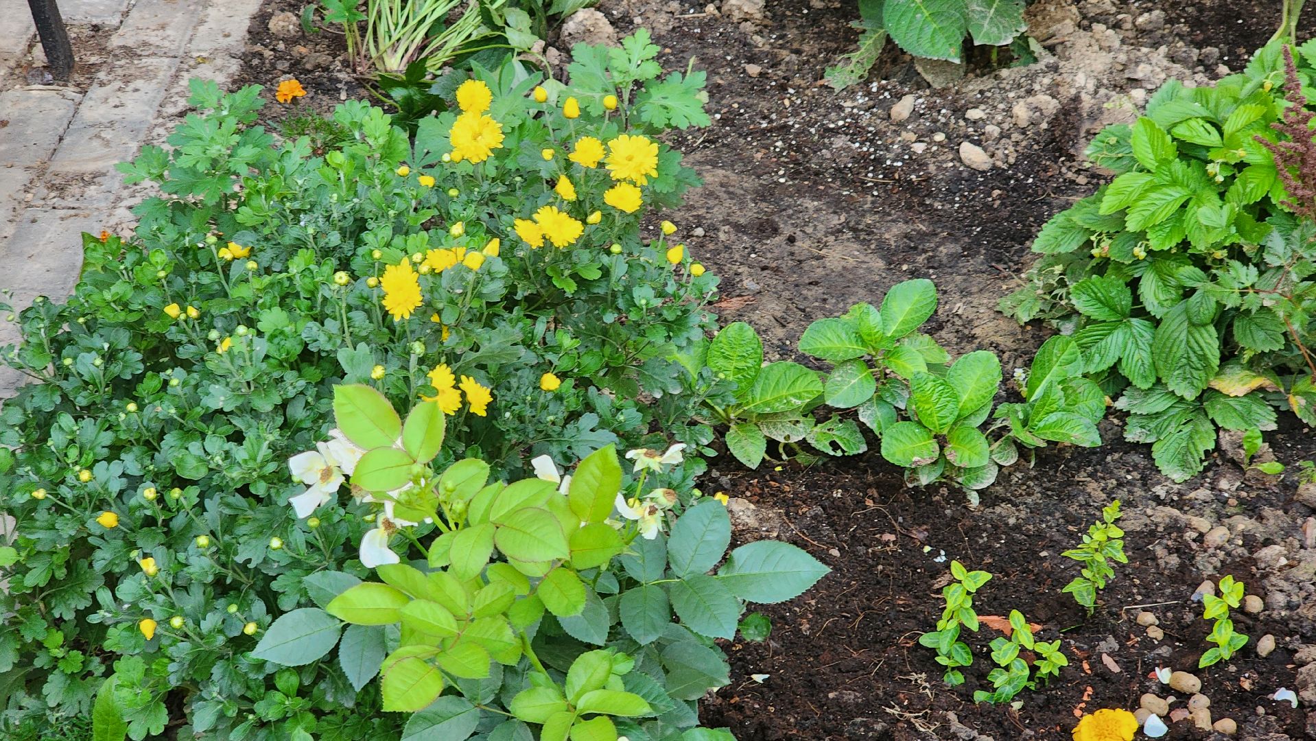 Долгопрудный, цветник, сад, ограда, забор