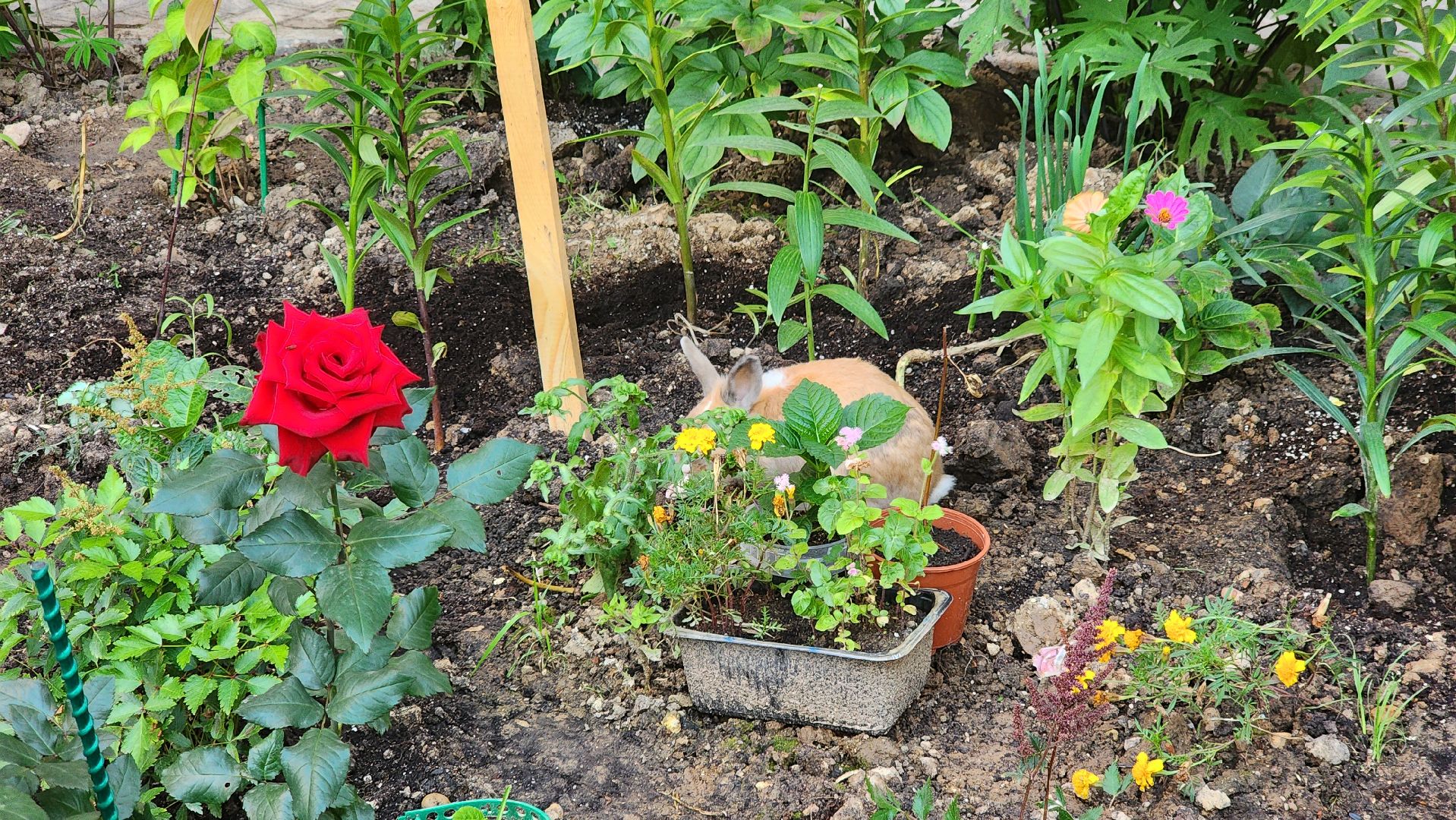 Долгопрудный, цветник, сад, ограда, забор