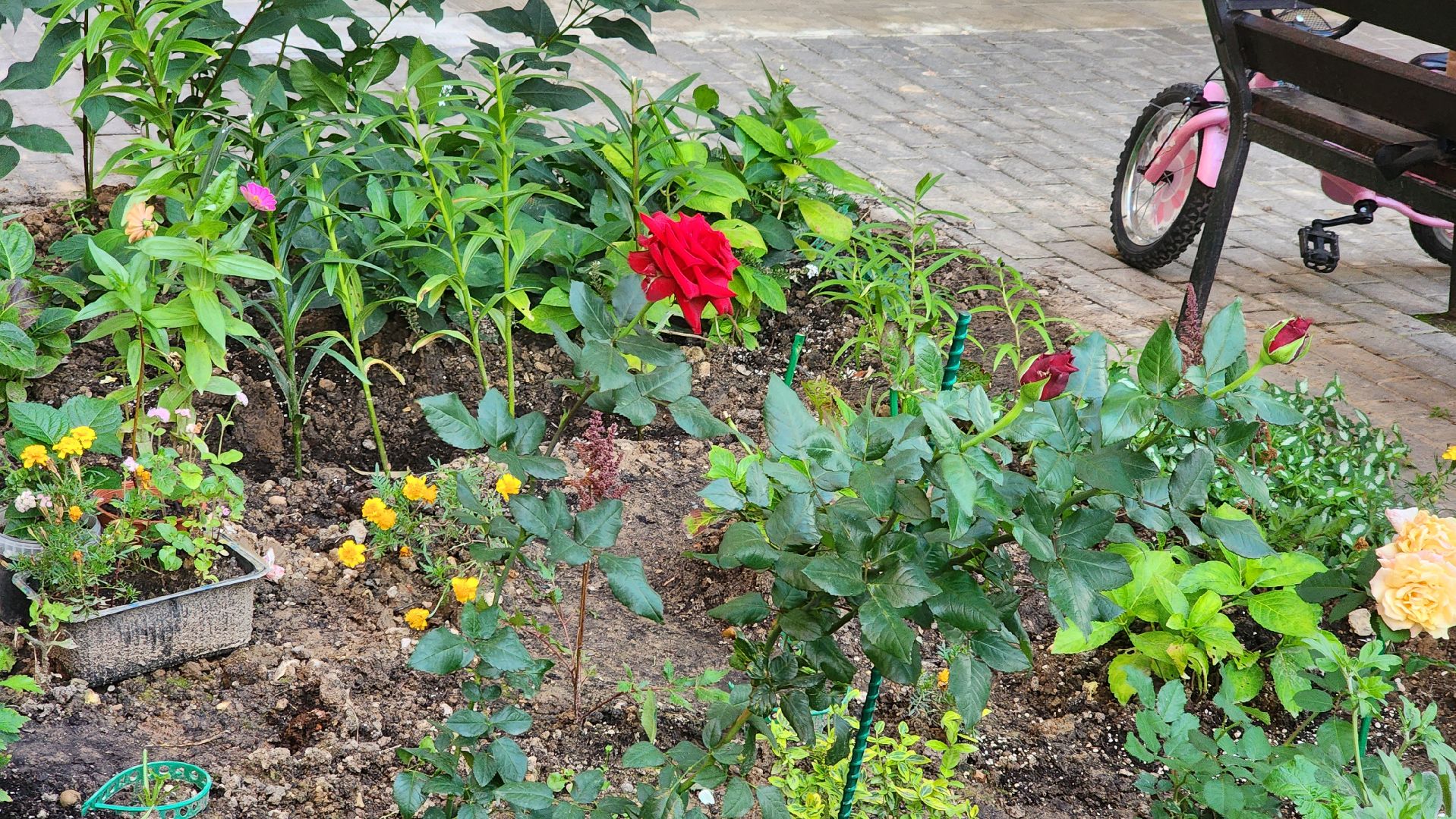 Долгопрудный, цветник, сад, ограда, забор