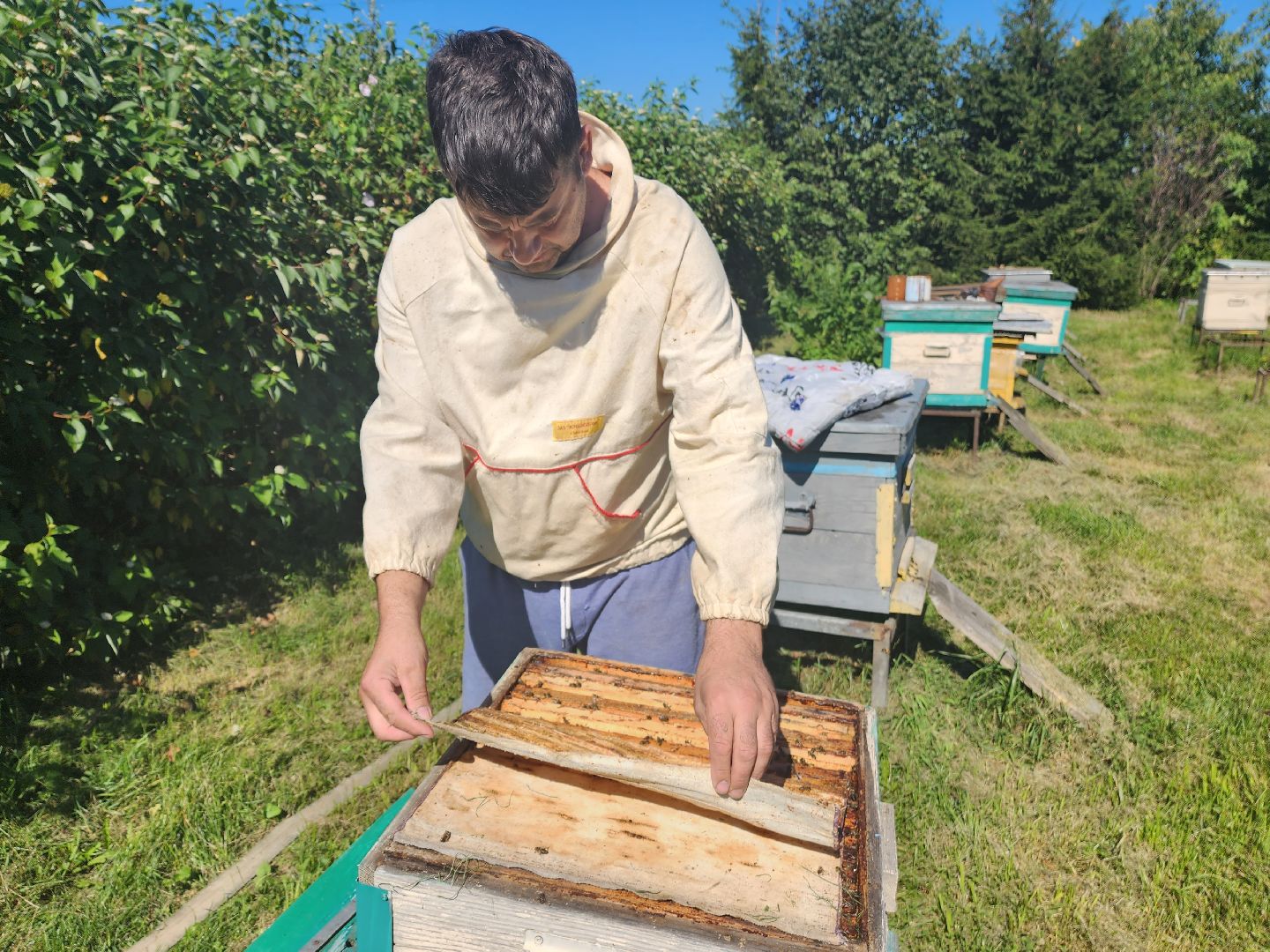 Красноармейск, Пушкинский, натуральный мед, пасека, пасечник