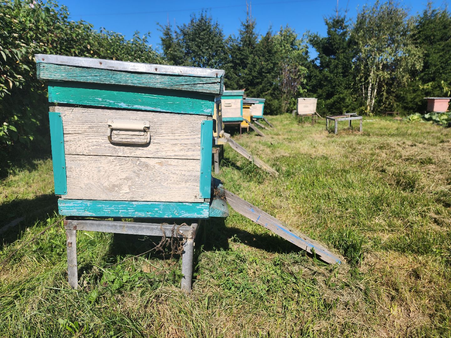 Красноармейск, Пушкинский, натуральный мед, пасека, пасечник