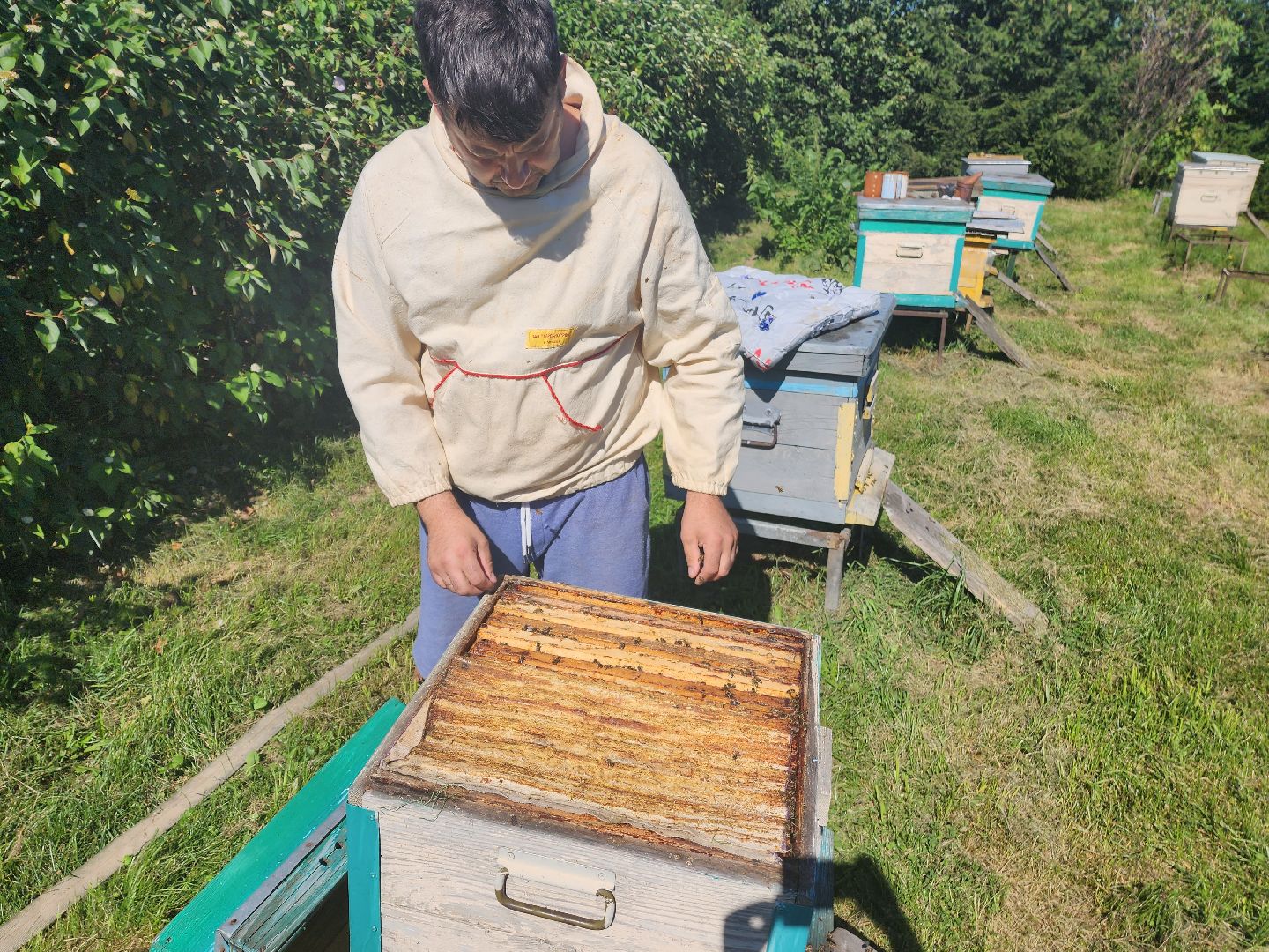 Красноармейск, Пушкинский, натуральный мед, пасека, пасечник