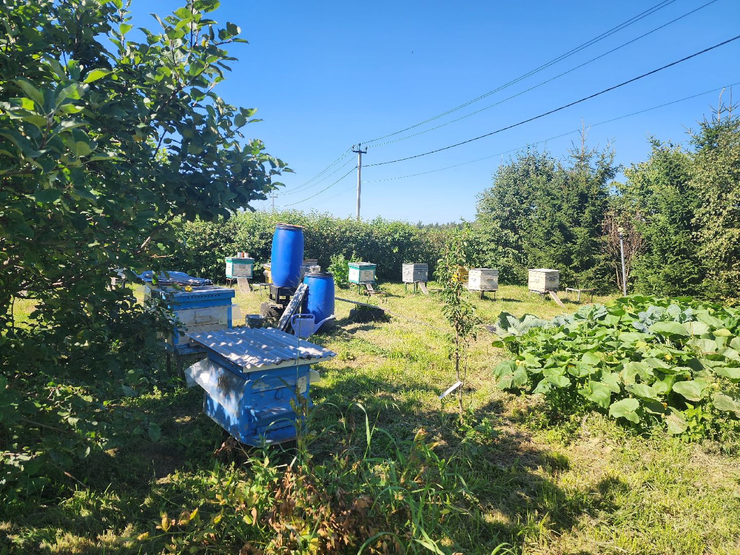 Красноармейск, Пушкинский, натуральный мед, пасека, пасечник