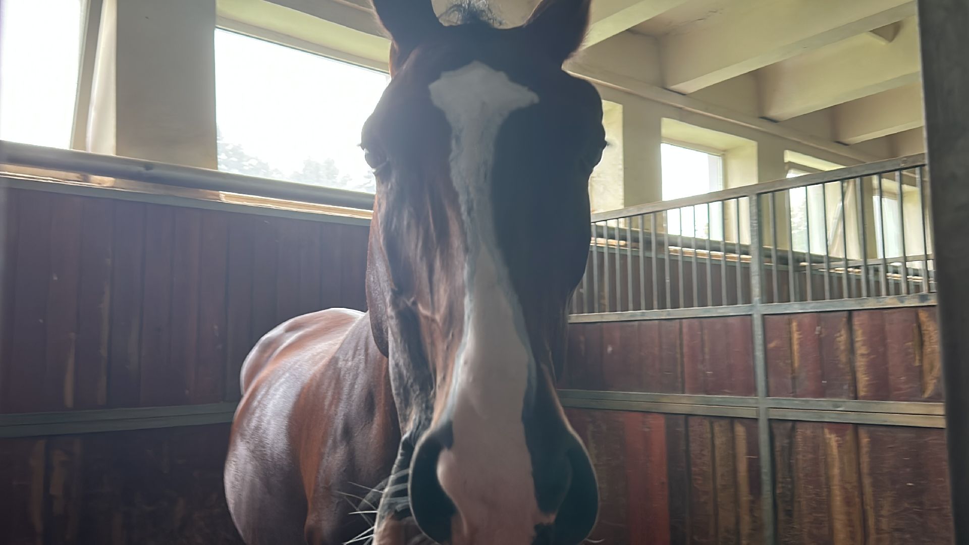 Одинцово, Горки-10, МКЗ 1, Орловские рысаки, Конкур