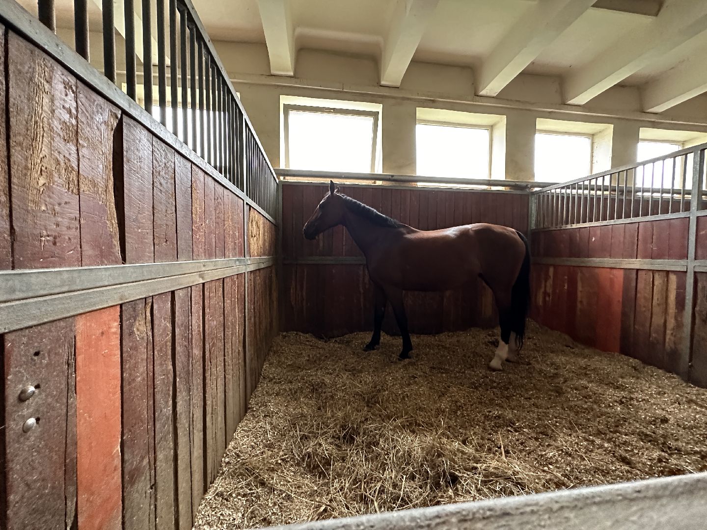 Одинцово, Горки-10, МКЗ 1, Орловские рысаки, Конкур