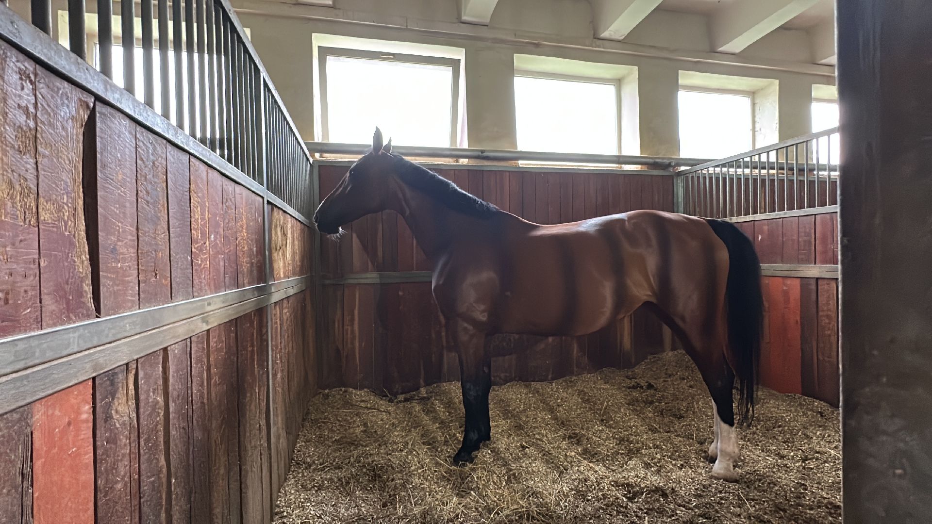 Одинцово, Горки-10, МКЗ 1, Орловские рысаки, Конкур