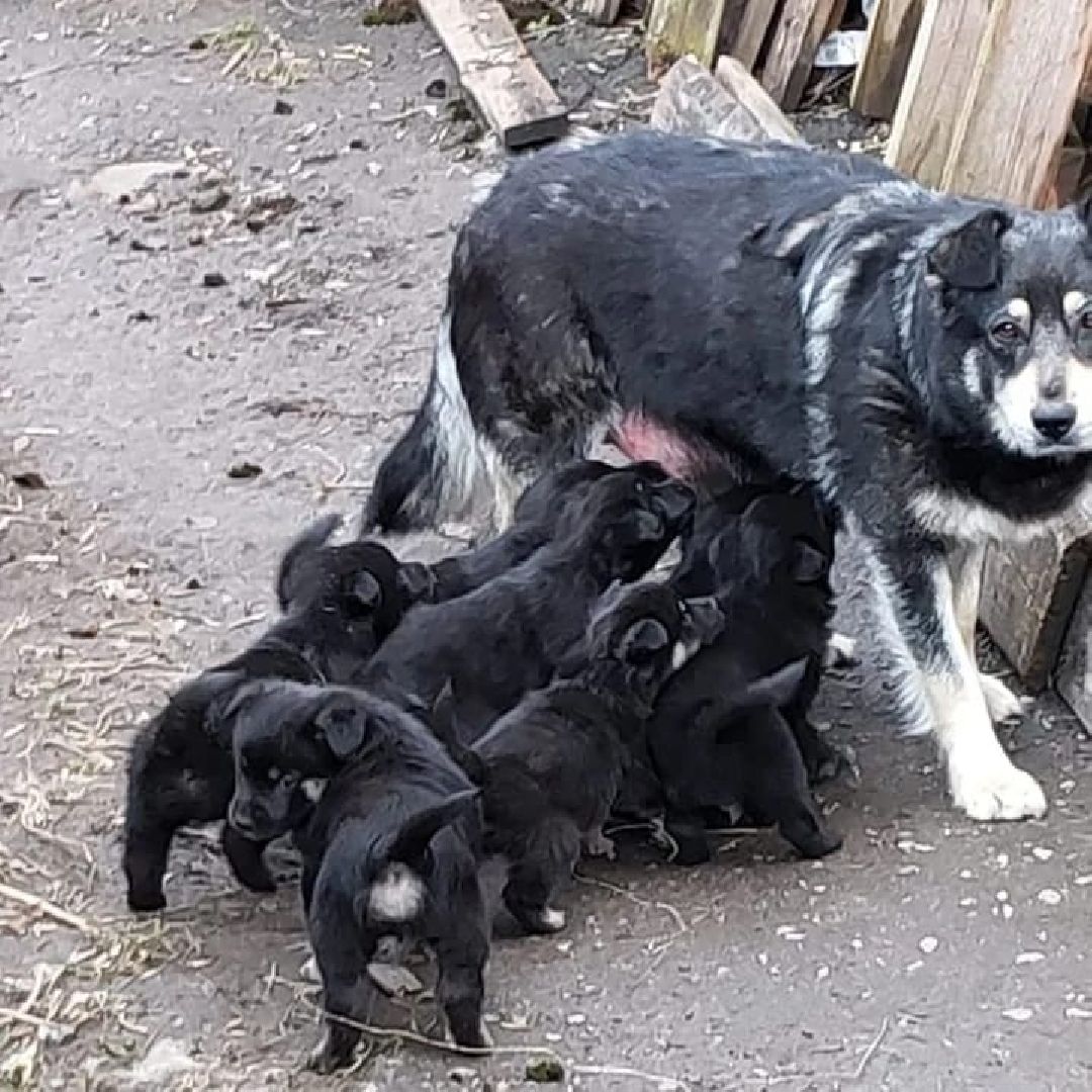 животные, волонтеры, ивантеевка, доброе дело,
