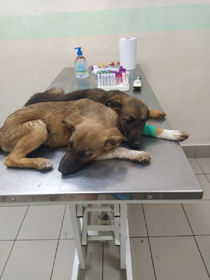 животные, волонтеры, ивантеевка, доброе дело,