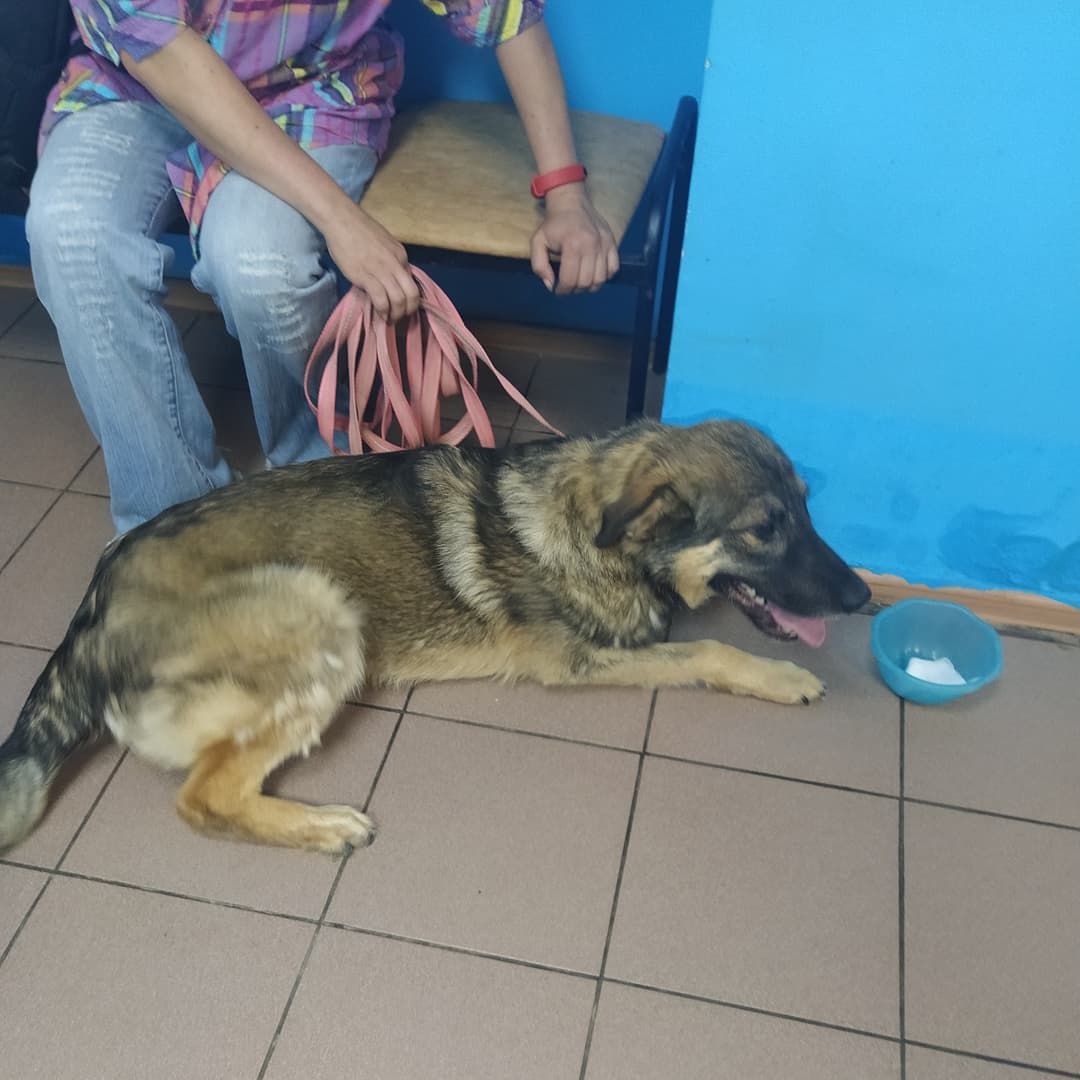 животные, волонтеры, ивантеевка, доброе дело,