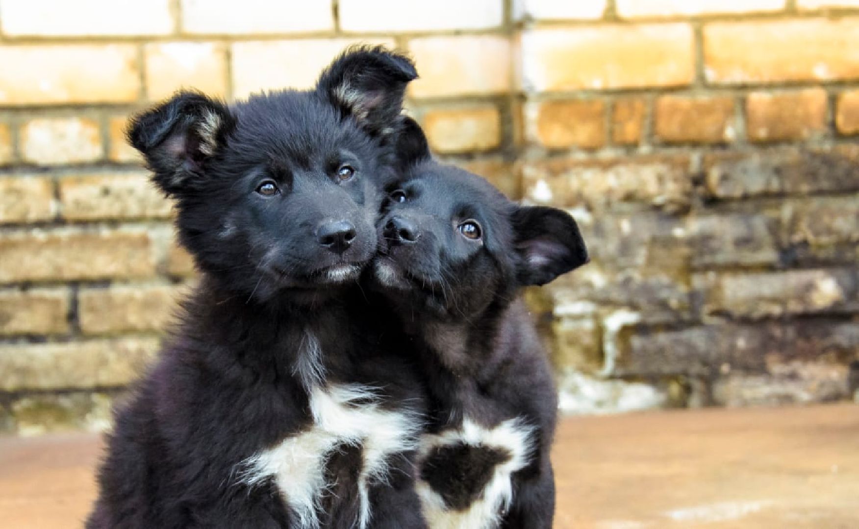 животные, волонтеры, ивантеевка, доброе дело,